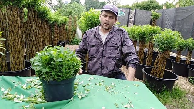 Виллайн / садовый мини-декор из ивы смотреть онлайн