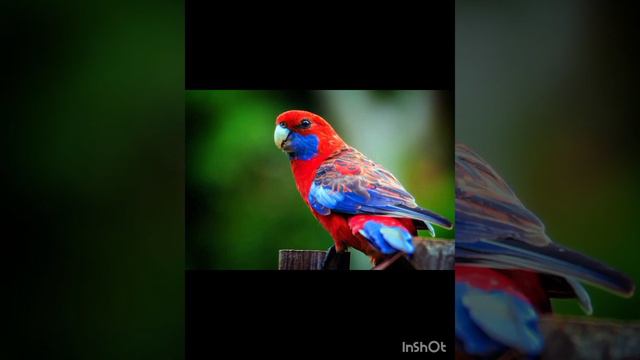 8. САМЫХ ЯРКИХ И КРАСИВЫХ ПОПУГАЕВ В МИРЕ♡♡♡ смотреть онлайн