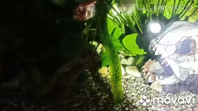 Аквариум ночью!!!! смотреть онлайн