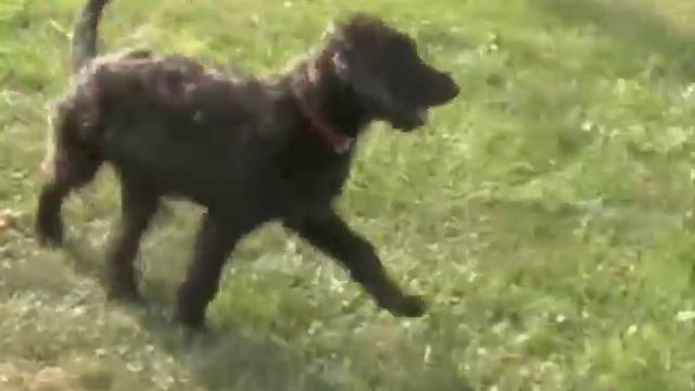 Little Petunia смотреть онлайн