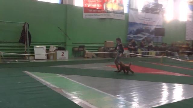 Иркутск 08.02.15 Региональная выставка АГАТИС ЖАР-ПТИЦА смотреть онлайн