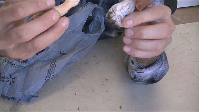 057 RSW The Difference Between a Real Morel Mushroom and a False Morel смотреть онлайн