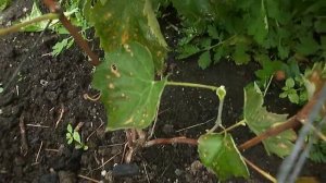 Виноград Сомерсет Сидлис.