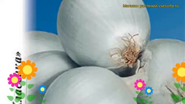 Лук репчатый Лонгстор (Лук репчатый). Краткий обзор, описание характеристик, где купить állium смотреть онлайн