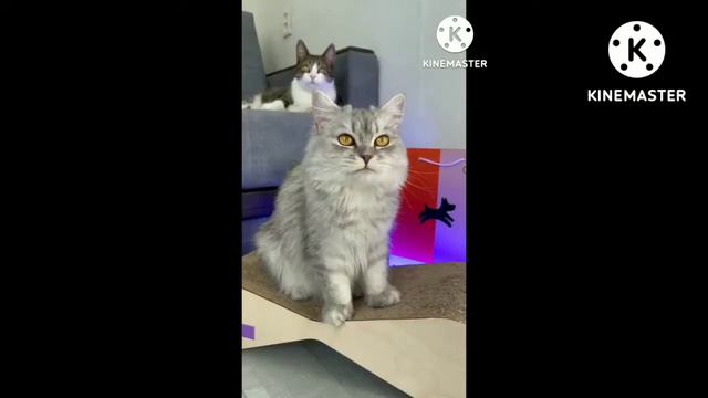 Таинственное путешествие