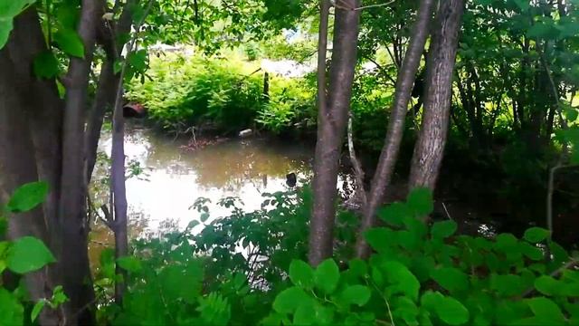 ДИКИЕ УТКИ НА ДАЧНОМ ПРУДУ | BAHÇE RUSYA'DA смотреть онлайн