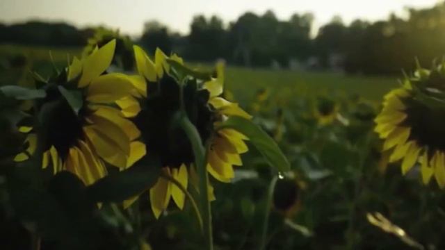 Дарія Віконська. "Соняшники". смотреть онлайн