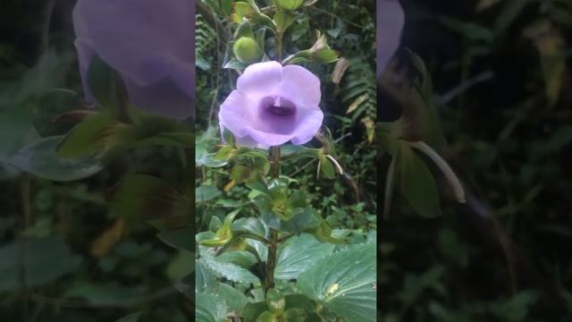 Plorok (Gloxinia perennis) смотреть онлайн