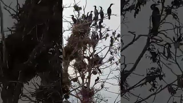 Аисты гнездятся