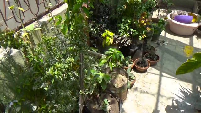 Rani Ko Kya Ho Gaya | ab ye thek kese ho gi | Night Queen Jasmine Par Pest Ka Attack Hai Ya Kuch Au смотреть онлайн