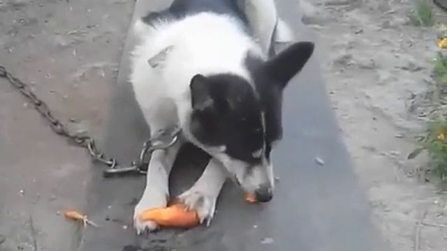 РАНЬШЕ Не ели друг друга КОТ ЕСТ ОГУРЕЦ СОБАКА КАПУСТУ смотреть онлайн