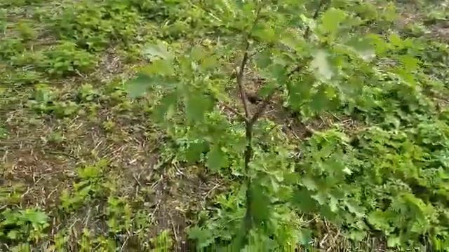 Освоение участка 40 соток смотреть онлайн