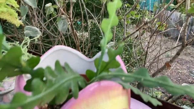 Мои приобретения в октябре. 29.10.2023 смотреть онлайн