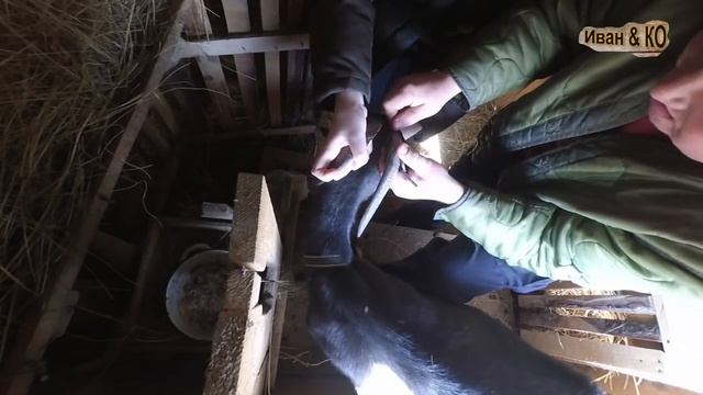 Обезроживание взрослой козы резинками для кастрации смотреть онлайн