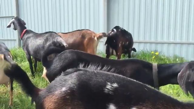 Нубийско-альпийские и нубо-зааненские наши козы. +79157787787 смотреть онлайн