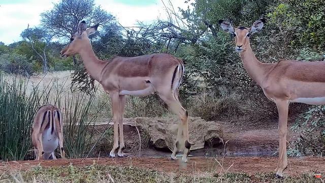 Импала. Африканская антилопа - Impala. African Antelope