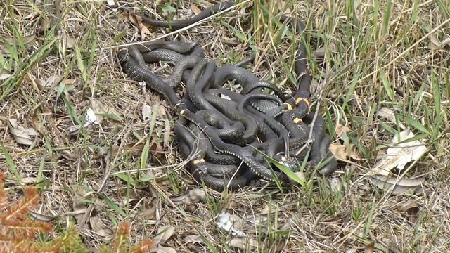 Клубок ужей смотреть онлайн