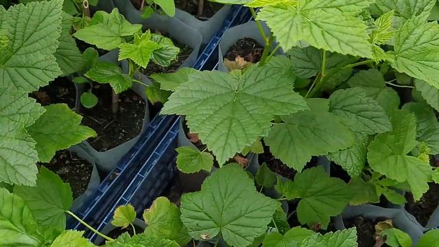 Саженцы чёрной смородины с закрытой корневой смотреть онлайн