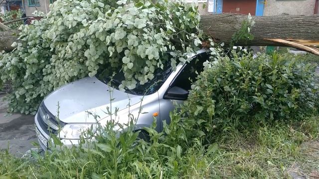 Упавшее дерево повредило две машины в Новочебоксарске смотреть онлайн