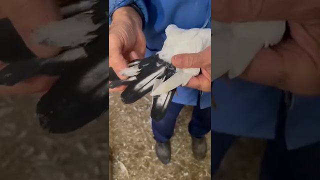 Голубь с редким хвостом после линьки смотреть онлайн