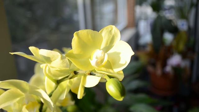 Flori de pe balcon... смотреть онлайн