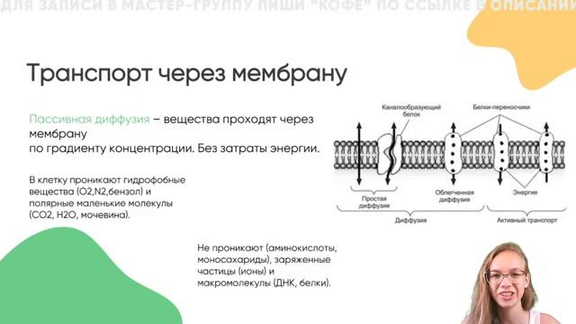 Плазматическая мембрана. Виды транспорта через мембрану смотреть онлайн
