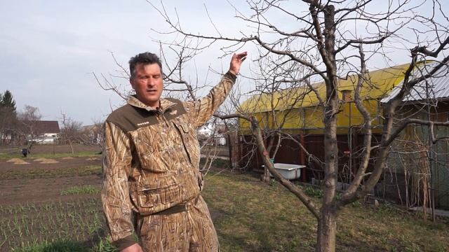 Снижение кроны дерева смотреть онлайн