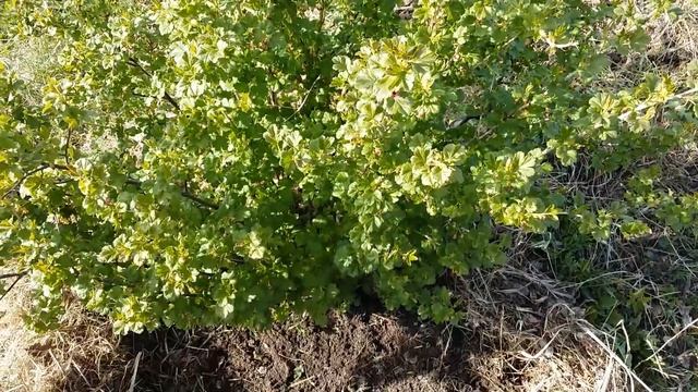 Уход за ЯГОДНЫМИ КУСТАРНИКАМИ/ Мартина дача смотреть онлайн