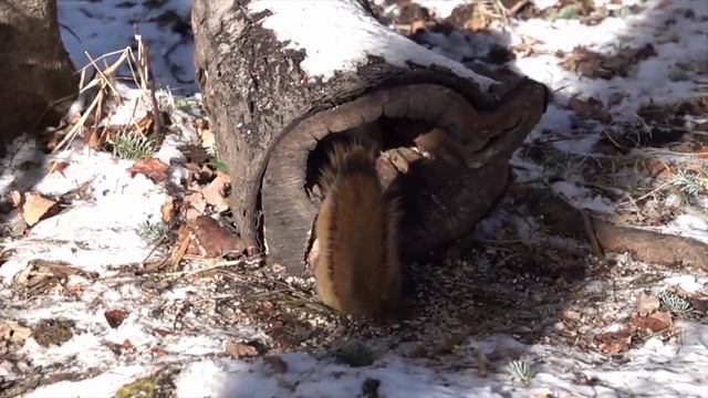 Посмотрите, что Бывает, Когда Животные Просят Помощи у Людей смотреть онлайн