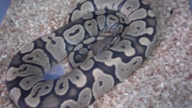 Ball Python Collection Update (2013) смотреть онлайн