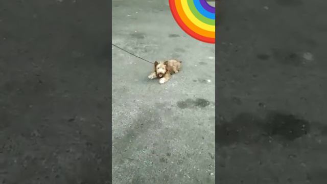Первая прогулка. Цветной Йорк Санни! смотреть онлайн