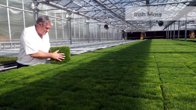 Plant Tiles - varieties (Corsican mint, Dichondra, Irish moss, dwarf thyme, Zoysia) смотреть онлайн