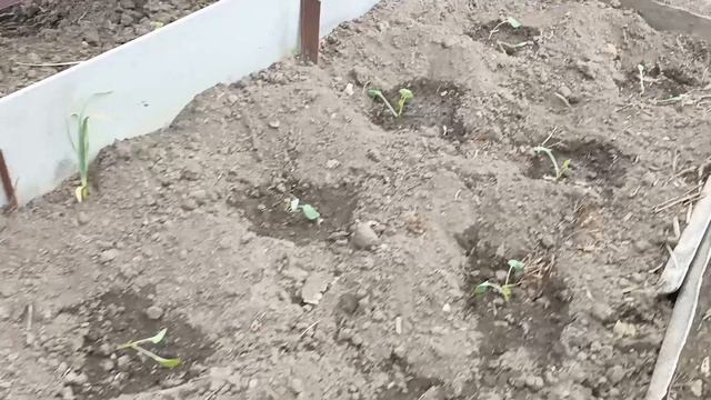 Холодно, а мы высаживаем перцы... смотреть онлайн
