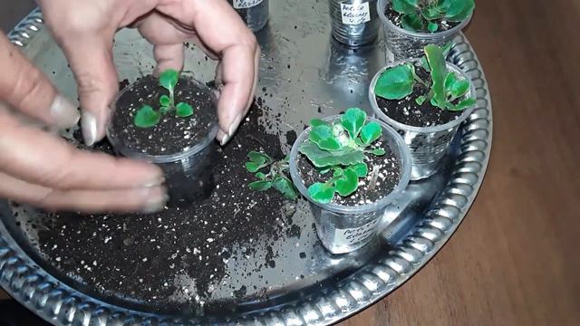 ФИАЛКА. Выводим деток фиалки с парникового содержания. Отделение от материнского листа. Перевалка. смотреть онлайн