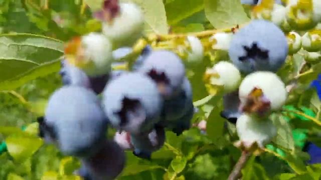 Голубика РЕКА в Подмосковье. Сорта голубики. ТопСад смотреть онлайн