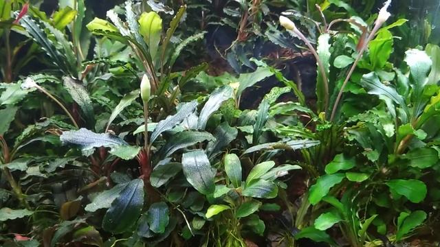 #Bucephalandra#Aquarium Обзор моего #аквариума с Буцефаландрами и #креветками красный огонь Red Fir смотреть онлайн