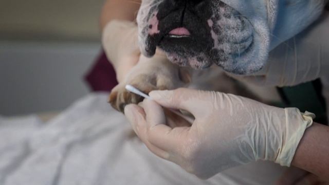 Показывает ветеринар: Как правильно стричь когти кошке или собаке смотреть онлайн