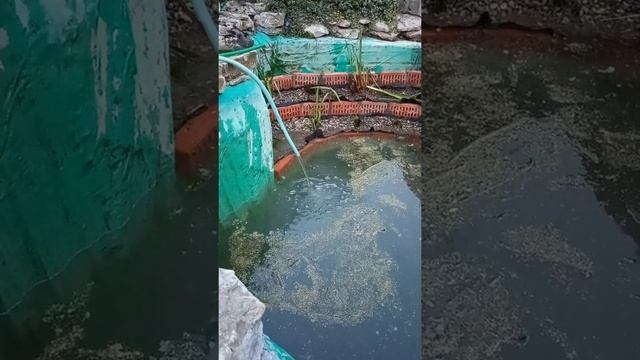 Пиявки как бизнес.Пруд для содержания производителей в зимний и летний сезон. смотреть онлайн
