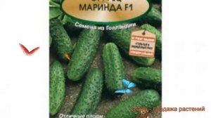 Огурец обыкновенный Маринда F1 (marinda-f1) ? Маринда F1 обзор: как сажать, семена огурца Маринда F
