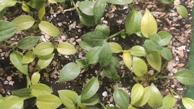 СЕЯНЕЦЫ ХОСТЫ Dancing Queen смотреть онлайн