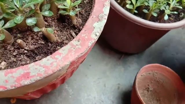How to repotting adenium baby plants Summer ke best flowering plant🌹🌹 смотреть онлайн