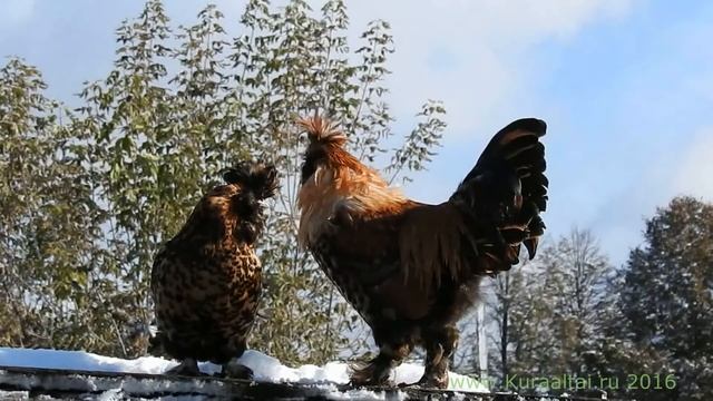 Pavlov Roosters Kittens Петушки распетушились Кот да петух Бегемотик на снегу Siberian farm cats смотреть онлайн