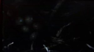 Высиживание яиц скворцами