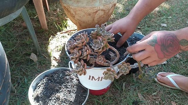 como replantar suculentas? echeveria melaco? resolvi tirar minha suculentas do pneu? смотреть онлайн