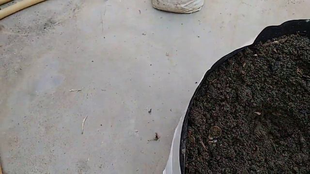217: How do I care for my hibiscus plants. How to grow and care hibiscus plant. смотреть онлайн