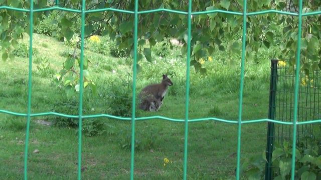 Таллинский зоопарк. Кенгуру смотреть онлайн