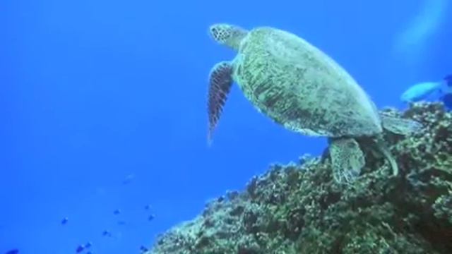 sea sound 〜海のものがたり〜 【マンドリン・マンドラ空間音楽】 смотреть онлайн