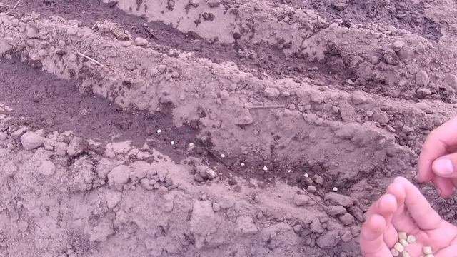 ПОСАДКА ЗЕЛЁНОГО ГОРОШКА. Как получить хороший урожай гороха? смотреть онлайн