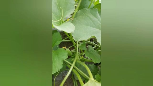 Когда сажать арбузы и дыни: даты для посадки бахчевых культур в 2023 году.