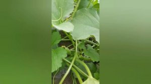 Когда сажать арбузы и дыни: даты для посадки бахчевых культур в 2023 году.